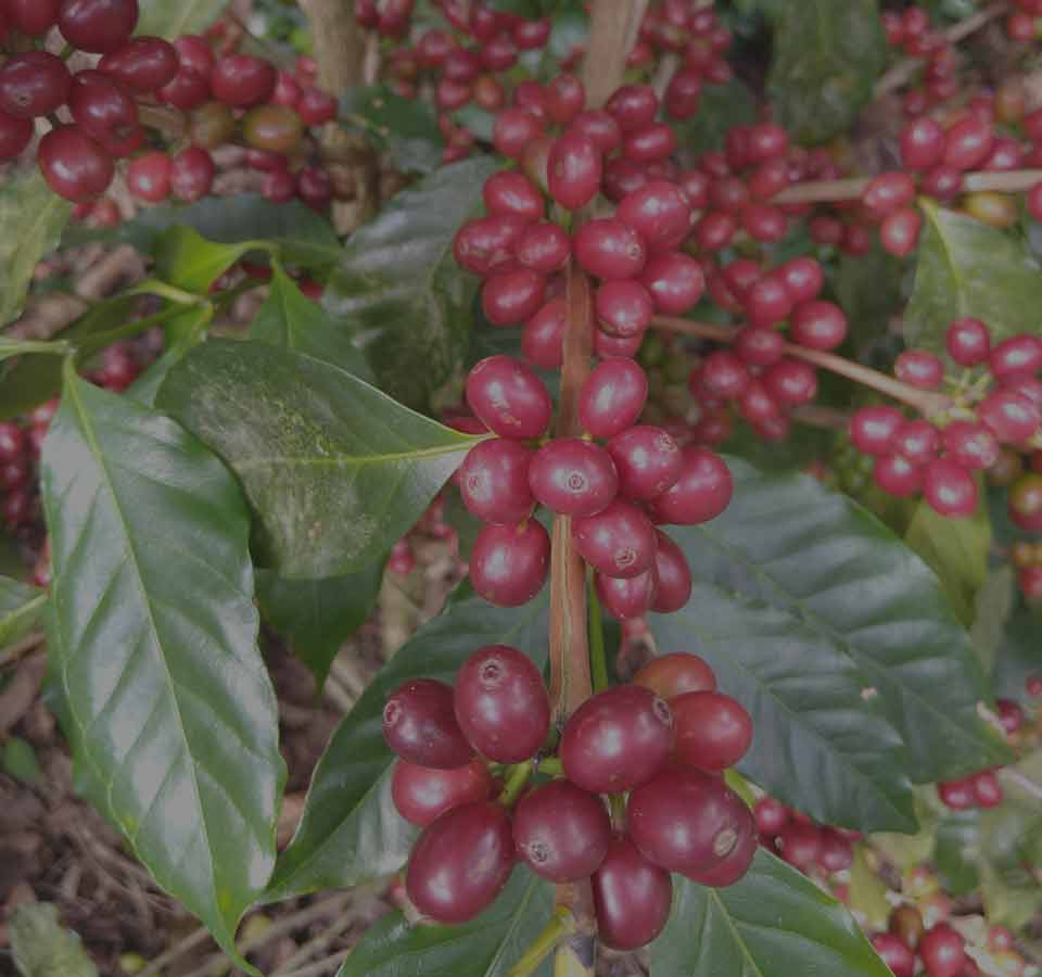 Le Burundi, un petit producteur riche d’une longue tradition caféière