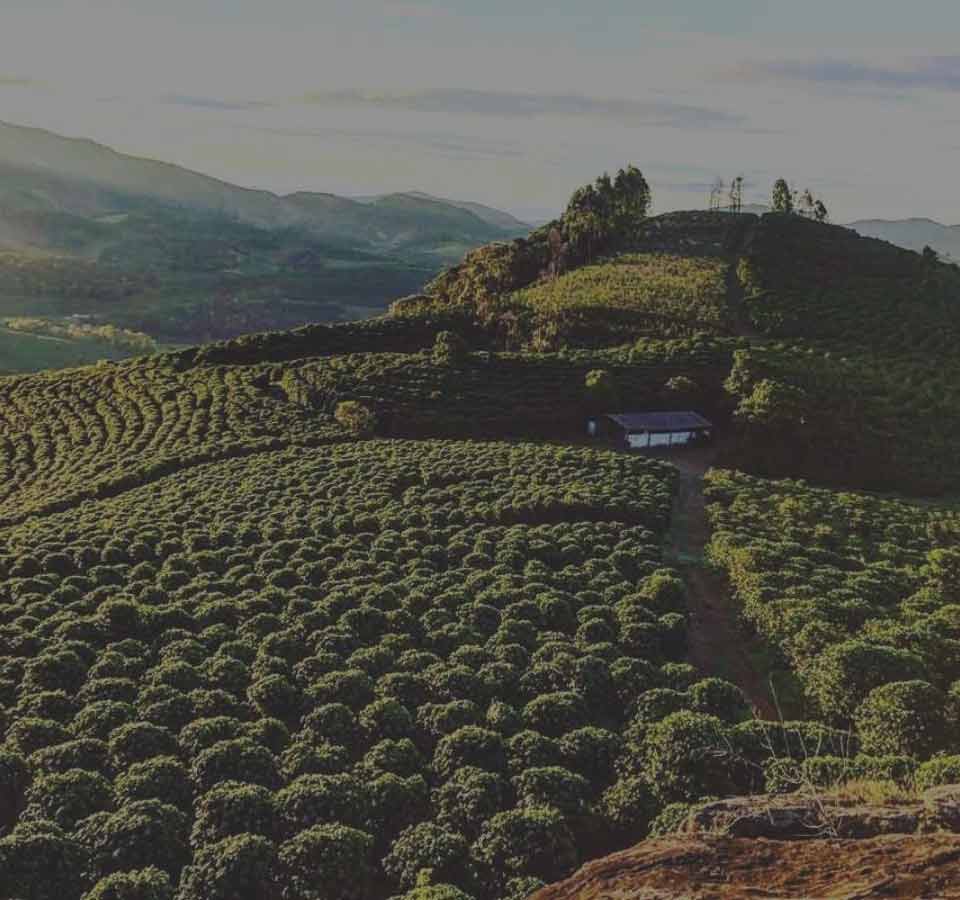 Le Brésil, premier producteur mondial de café