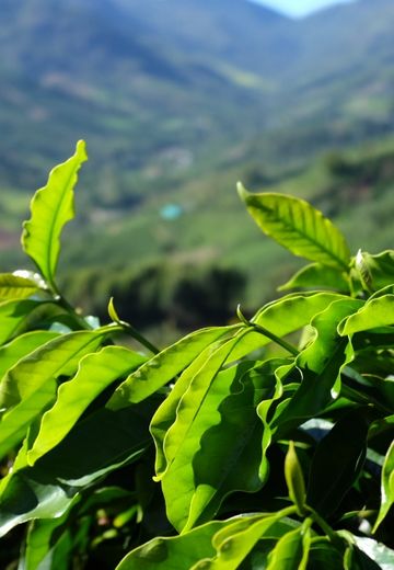 Explorer des cafés singuliers