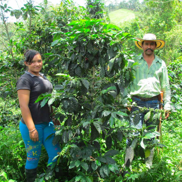 Café bio Sol Naciente Colombie 1 kg plantation