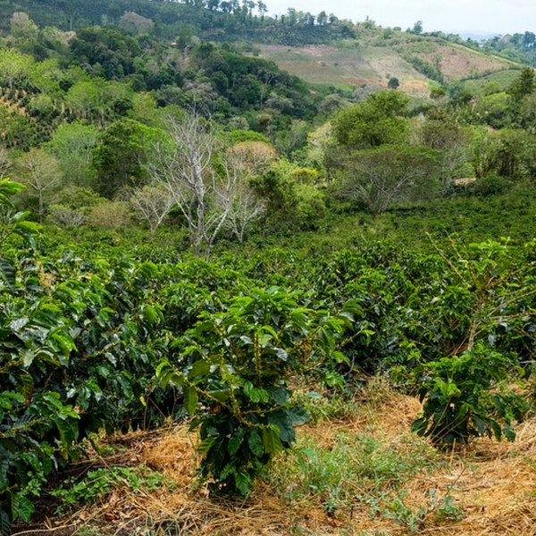 Café en grains ou moulu Panama Los Cenizos 125g plantation