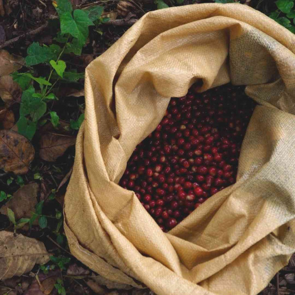 Café en grains ou moulu Guatemala | Pachuj 250g