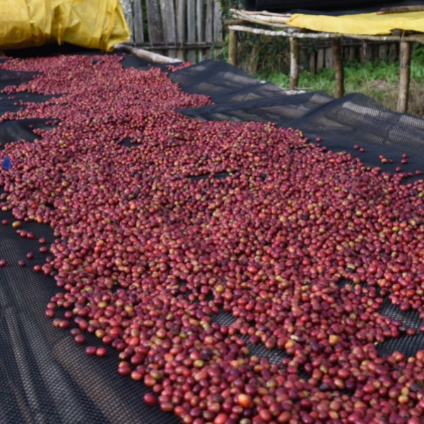 Café en grains ou moulu Ethiopie | Kaffa Gimbo 1kg