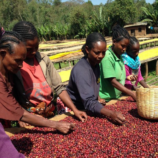 Café en grains ou moulu Ethiopie | Adado 250g