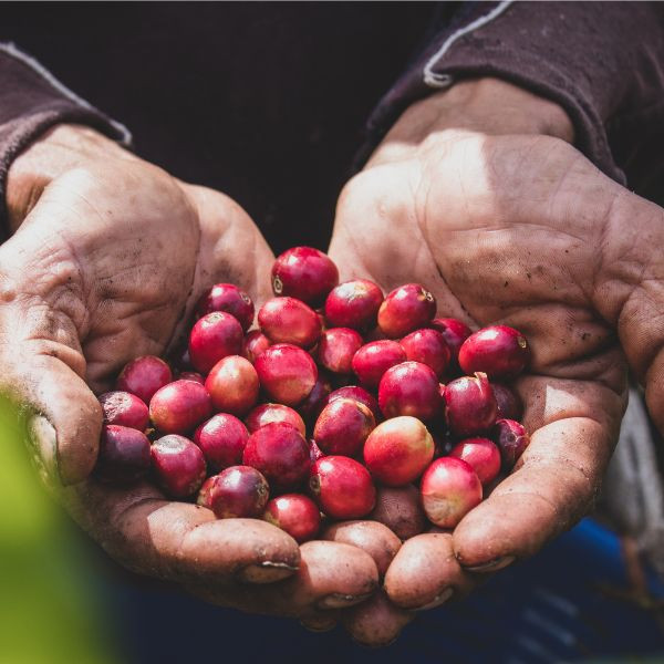 Café en grains ou moulu Nicaragua | El Cielo