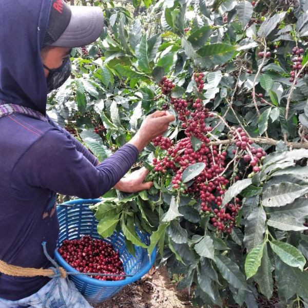 Café en grains ou moulu Guatemala | Ocaña 1kg