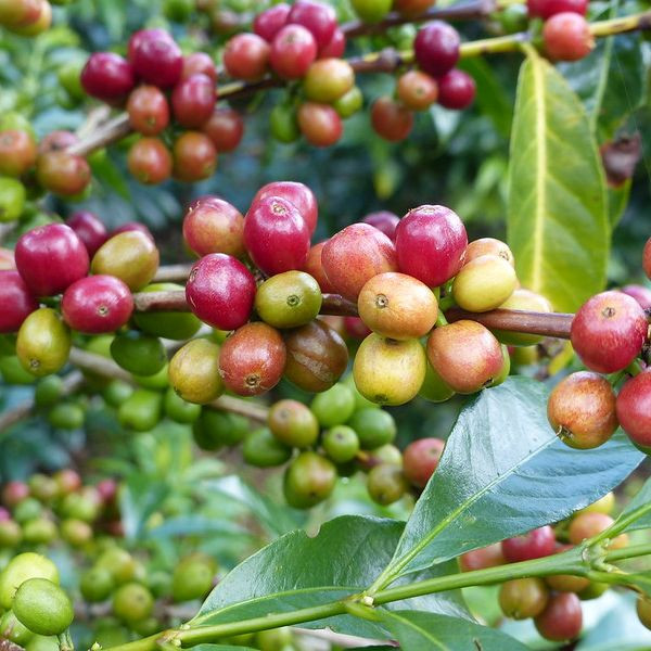 Café BIO en grains ou moulu Éthiopie | Chelbesa 1kg
