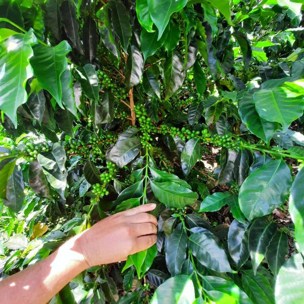 Café en grains ou moulu Nicaragua | La Bendición 1kg