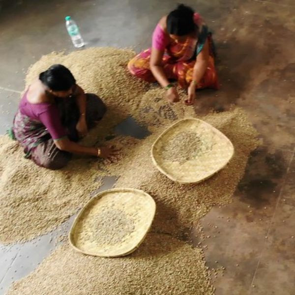 Café en grains ou moulu Inde | Hoysala Lavé 250g
