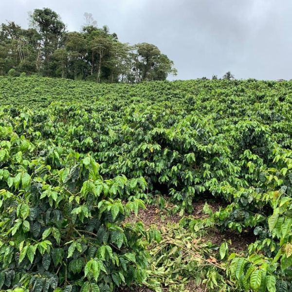 Café en grains ou moulu Nicaragua | La Huella 250g