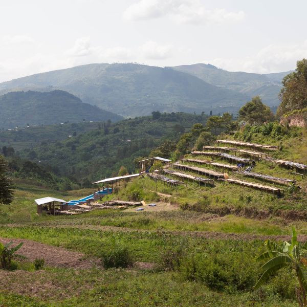 Café en grains ou moulu Rwanda | Cyendajuru Naturel 1kg