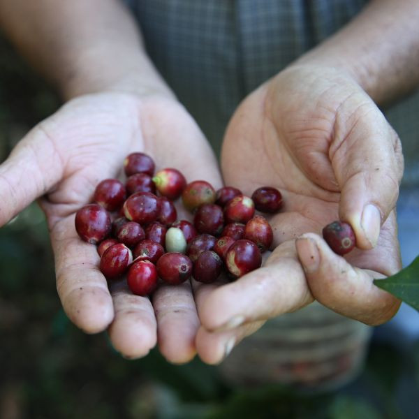 Café BIO en grains ou moulu Honduras | Ceiba 1kg