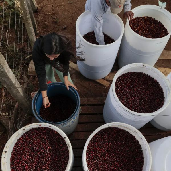 Café en grains ou moulu El Salvador | Villa Galicia 1kg