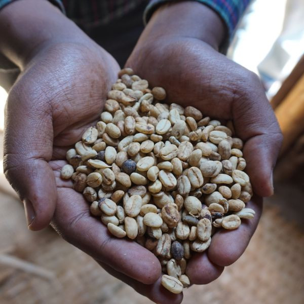 Café en grains ou moulu Éthiopie | Chelchele 1kg