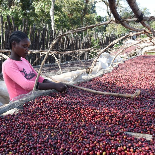 Café en grains ou moulu Éthiopie | Gushe Buna 250g