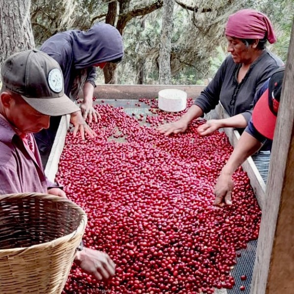 Café en grains ou moulu Nicaragua | El Perote Lavé 250g