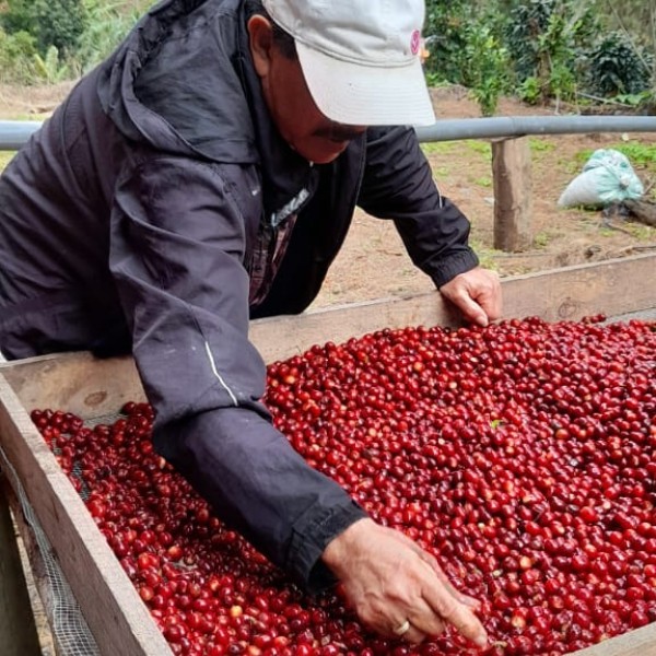 Café en grains ou moulu Nicaragua | El Perote Lavé 250g