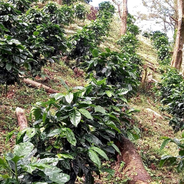 Café en grains ou moulu Nicaragua | El Perote Lavé 1kg