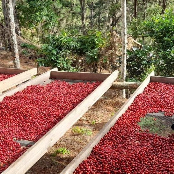 Café en grains ou moulu Nicaragua | El Perote CM 1kg