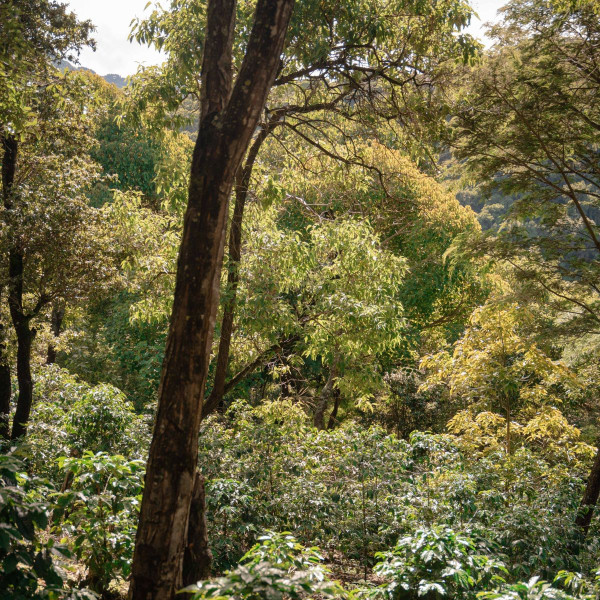 Café en grains ou moulu du Guatemala | San Juan Gascon 200g