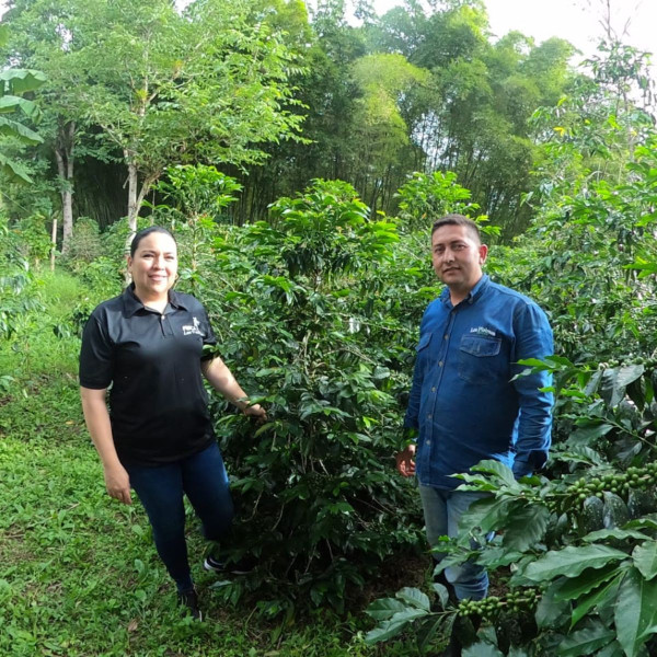 Café en grains ou moulu Colombie | La Escarlata 250g