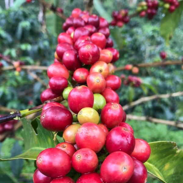 Café en grains ou moulu Colombie | La Palma 250g