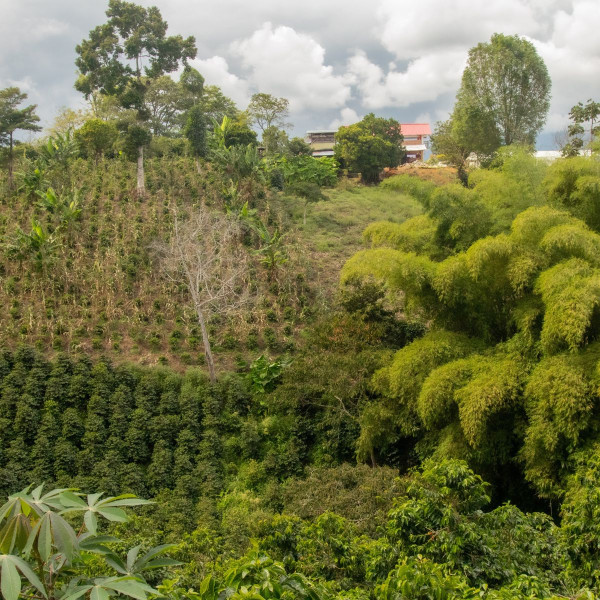 Café en grains ou moulu | Colombie | El Tabor 250g