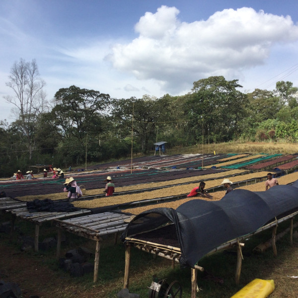 Café en grains ou moulu Éthiopie | Abbachebsa 2kg Café en grains ou moulu Éthiopie | Abbachebsa 2kg