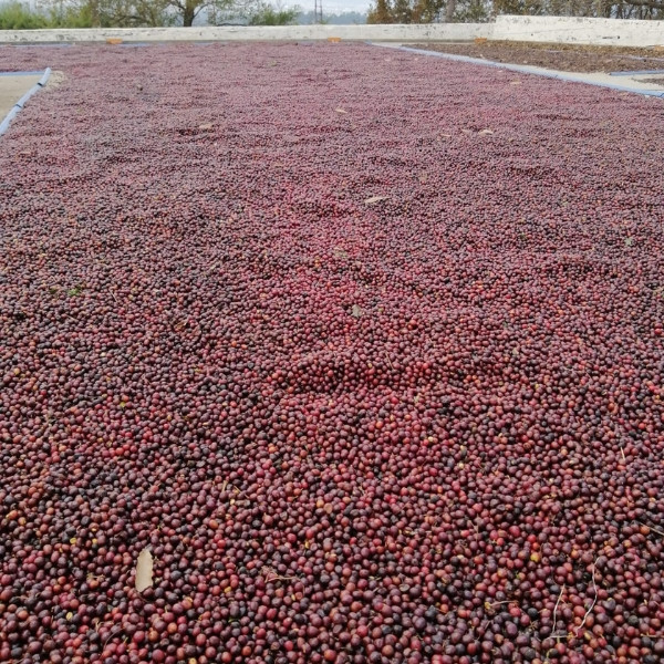 Café en grains ou moulu Guatemala | Bendición 250g