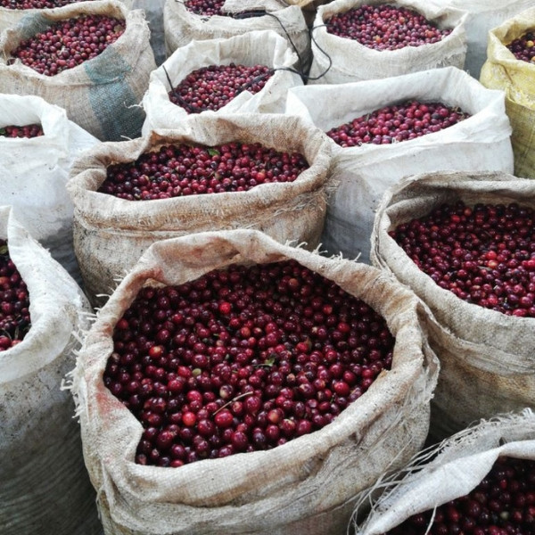 Café en grains ou moulu Guatemala | Bendición 250g