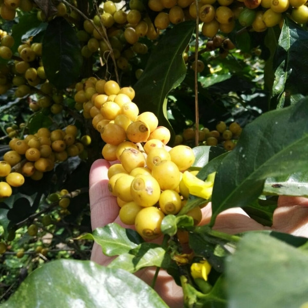 Café en grains ou moulu Guatemala | Bendición 1kg