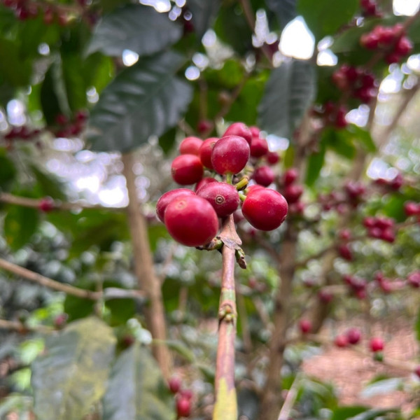 Café en grains ou moulu Guatemala | Patzibir 1kg
