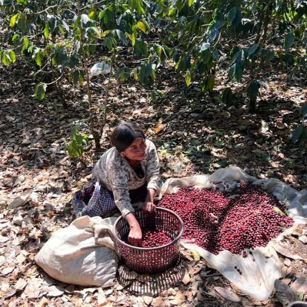 Café en grains ou moulu Guatemala | Patzibir 1kg