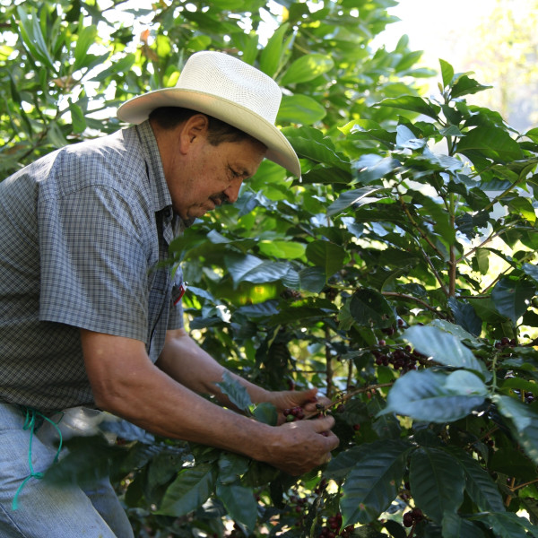 Café BIO en grains ou moulu Honduras | Ceiba 250g