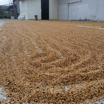 Café en grains ou moulu Costa Rica | Cordillera Del Fuego 250g