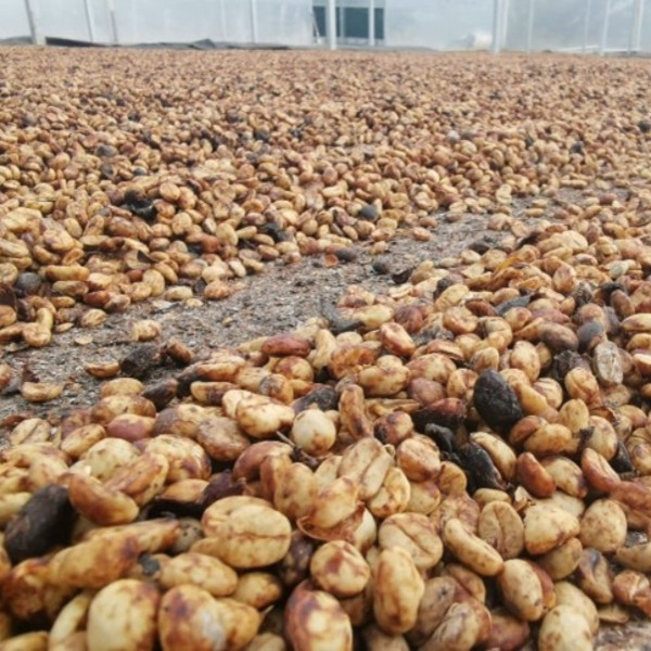 Café en grains ou moulu Costa Rica | Cordillera Del Fuego 250g