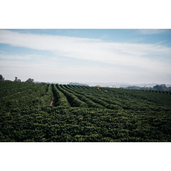 Café en grains ou moulu Brésil|Mogiana 1kg
