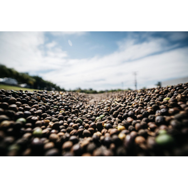 Café en grains ou moulu Brésil|Mogiana 1kg