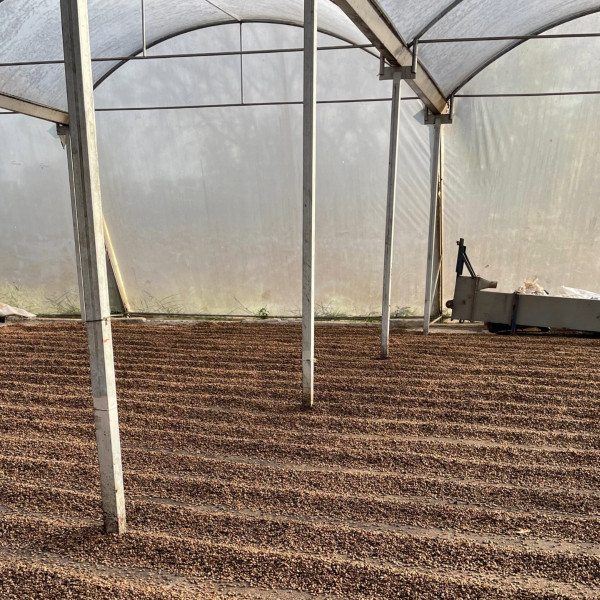 Café en grains ou moulu Costa Rica | Cordillera Del Fuego 1kg Café en grains ou moulu Costa Rica | Cordillera Del Fuego 1kg