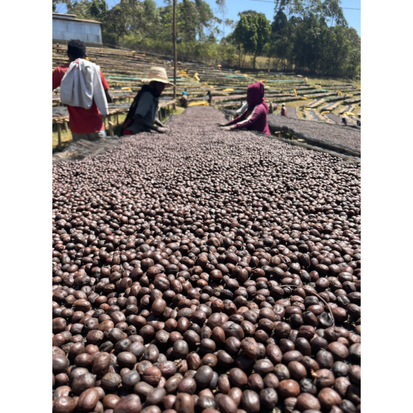 Café en grains ou moulu Éthiopie | Shantawene 250g