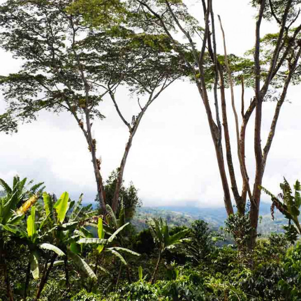 Café Colombie Coutume filadelfia environnement 1kg