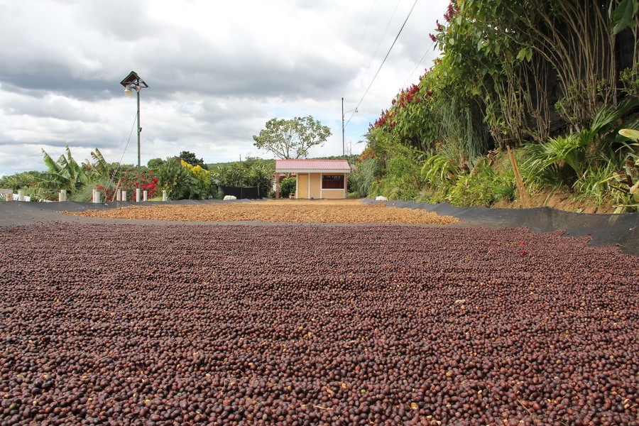 Cascara-costa-rica-finca-las-lajas